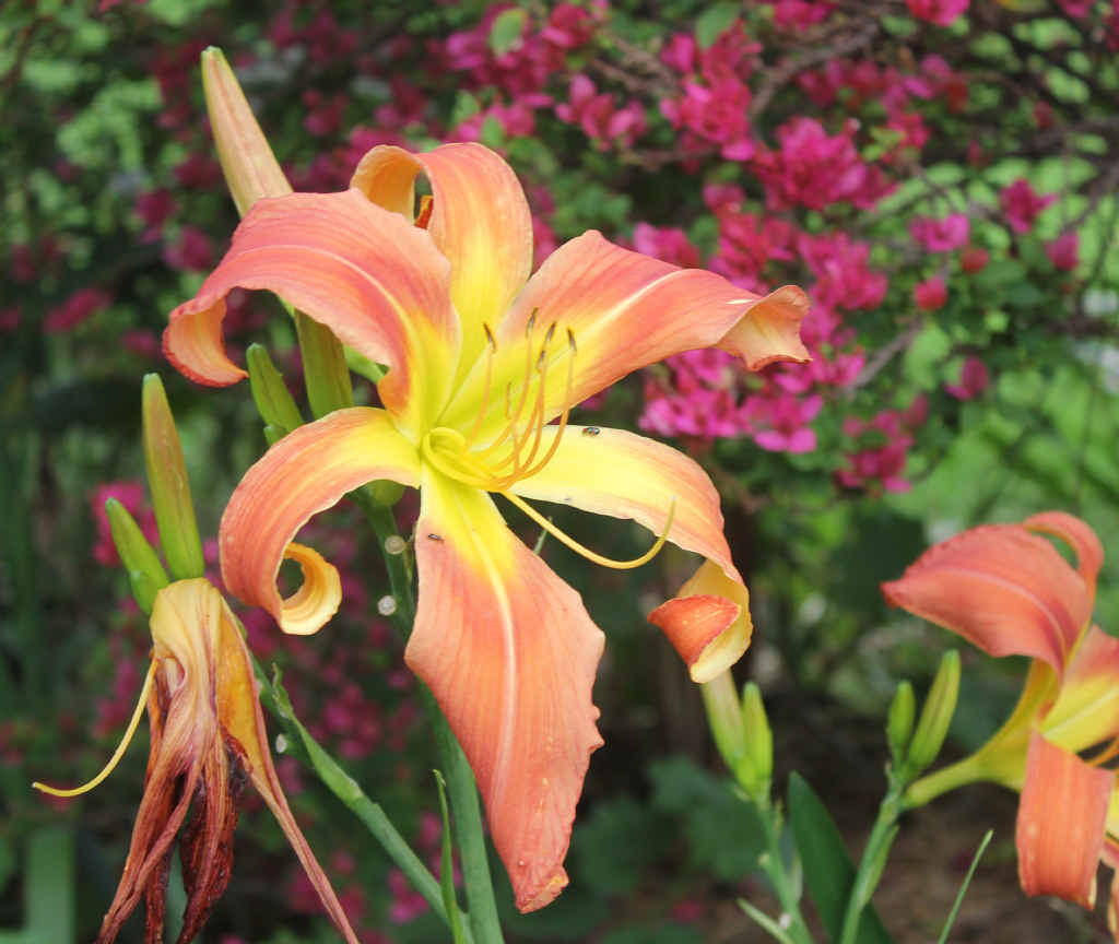 Cooinda is home to plants that struggle to grow in colder parts of the Granite Belt. Cooinda is home to plants that struggle to grow in colder parts of the Granite Belt.
